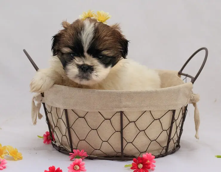 Puppy Shih Tzu Mix