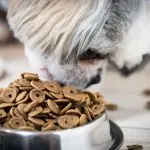 Shih Tzu Chihuahua Mix Eating