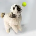 Shih Tzu Mix