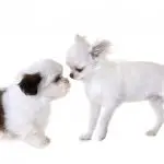 Shih Tzu and Chihuahua