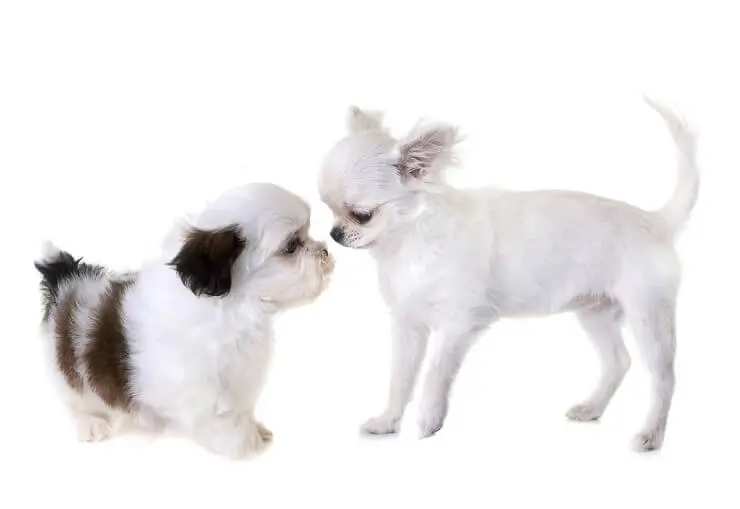Shih Tzu Chihuahua Mix Complete Guide To The Shichi Perfect Dog Breeds