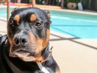 The Complete Rottweiler Pitbull Mix Guide An Energetic Guardian Cover