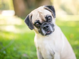 a pug beagle mixed breed dog listening with a head tilt