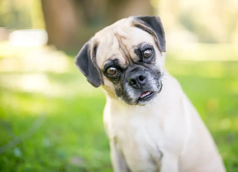 Puggle Temperament, Price, & Lifespan | Perfect Dog Breeds