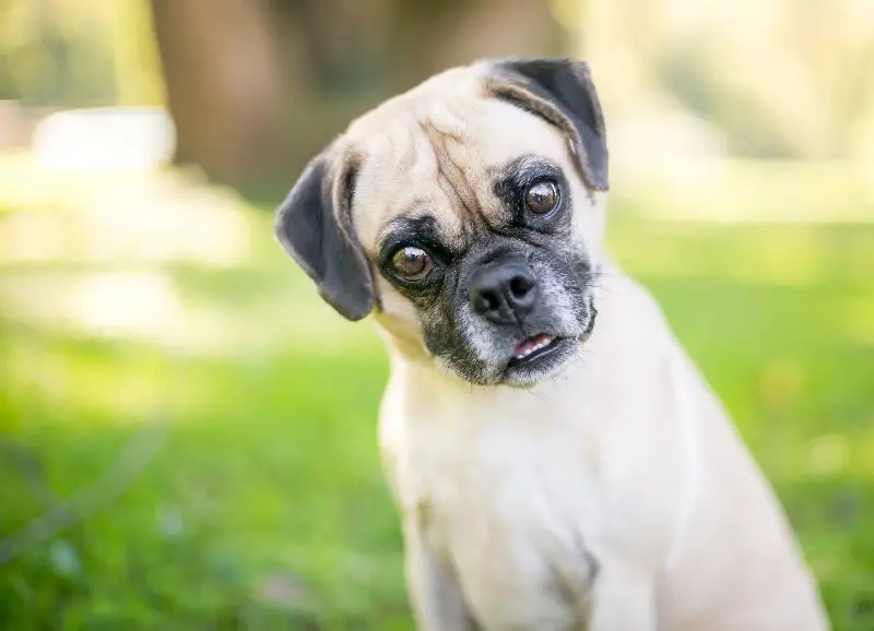 a pug beagle mixed breed dog listening with a head tilt