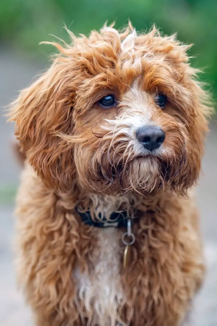 a cavapoo dog