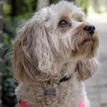 cavapoo close up