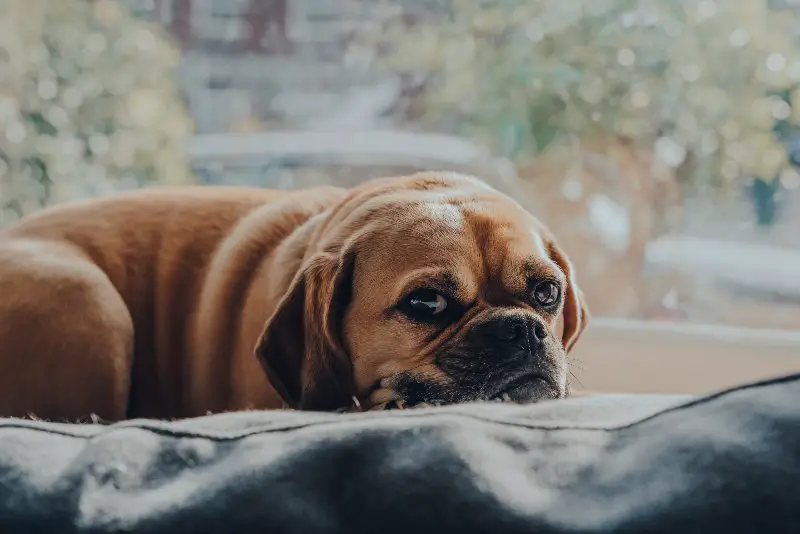 cute puggle dog laying on a cushion by the window, relaxing in sunlight