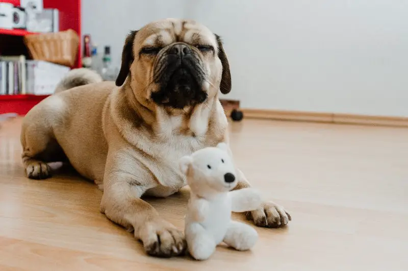 little puggle playing on the floor with a white teddy bear toy