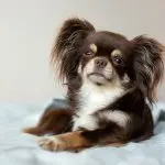 long hair chihuahua on bed