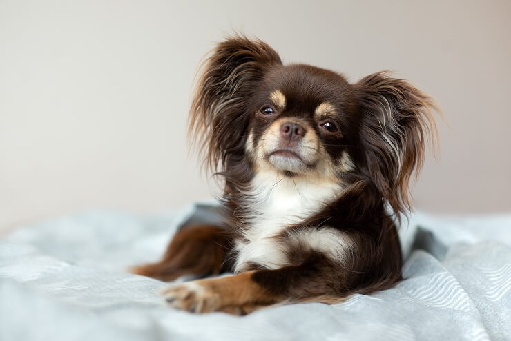 long hair chihuahua on bed