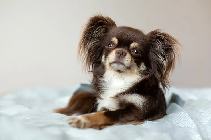 tricolor long haired chihuahua