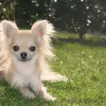 A lovely long-haired chihuahua lying on a bed of green grass