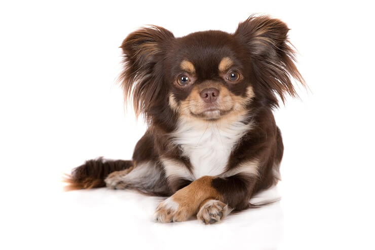 long haired chihuahua pup
