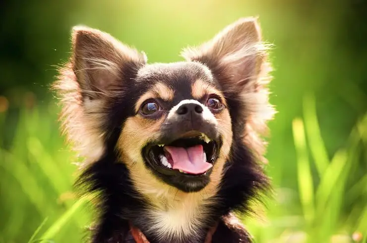 Long Haired Chihuahua A Small And Mighty Furry Friend Perfect Dog Breeds