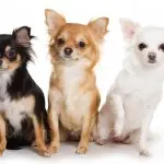 long haired chihuahuas