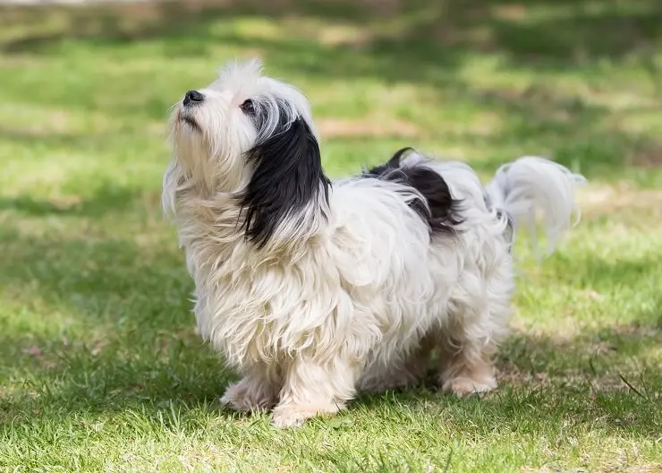 maltese shih tzu weight