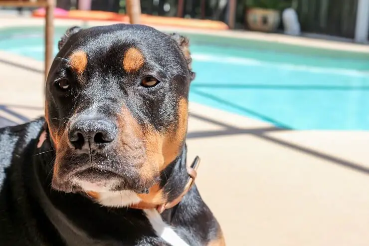 how much should a rottweiler pitbull mix weigh