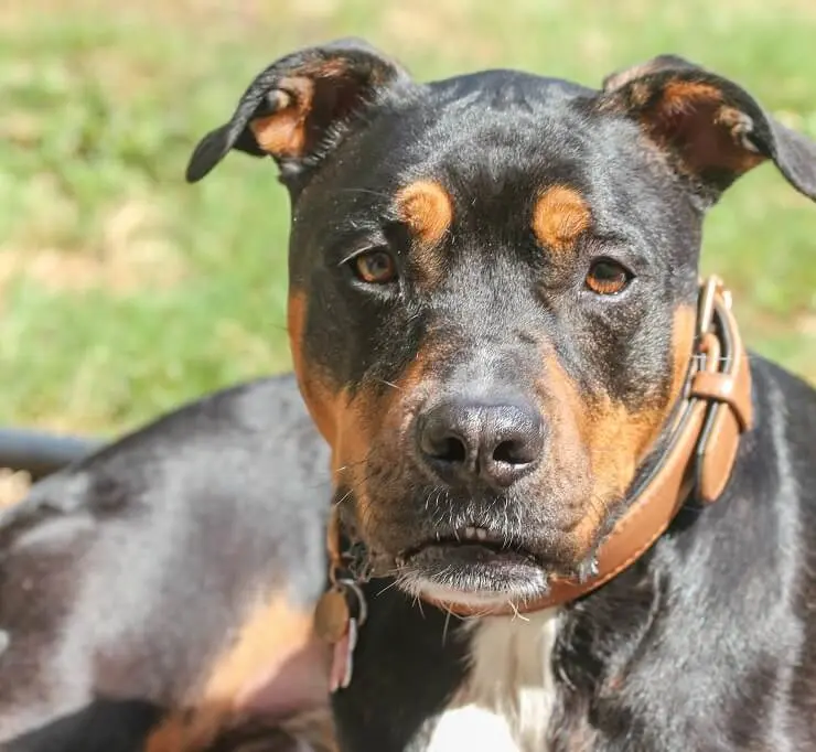 red nose pitbull mixed with rottweiler