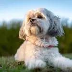 shih tzu maltese