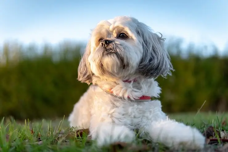 maltese terrier x shih tzu