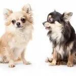 A couple of adorable long-haired chihuahua