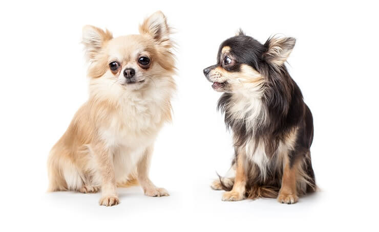 Long Haired Chihuahua Your Complete Guide  Dog Academy