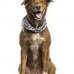 A Australian Shepherd Lab Mix Dog