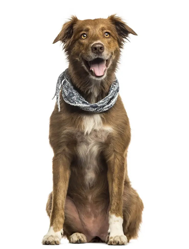 Australian Shepherd Lab Mix 5 Must Know Facts Before Buying Perfect Dog Breeds