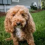 A Bichon Frise Poodle Mix