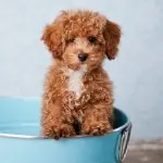 A Bichon Poodle Mix