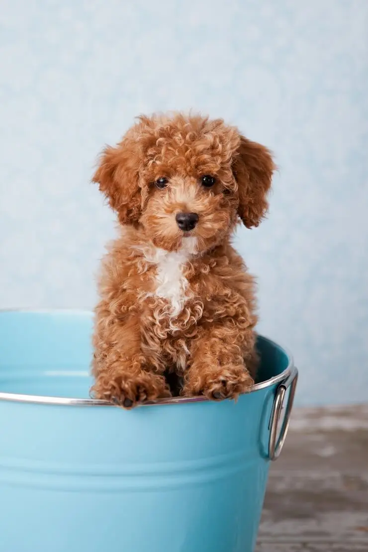 bichon frise x miniature poodle