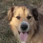 A Golden Shepherd