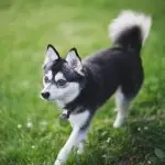 A Klee Kai Dog Walking