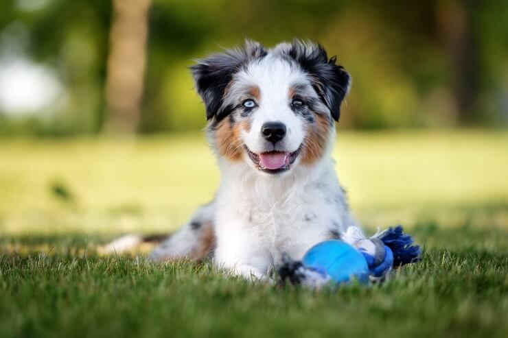 do mini aussies shed