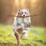 A Miniature Australian Shepherd