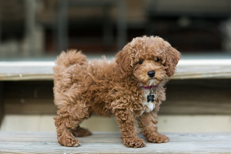 fat toy poodle