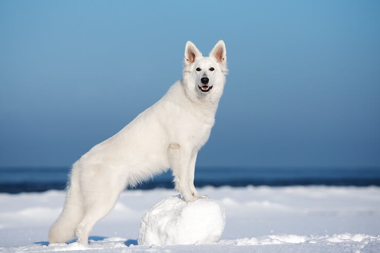 All White German Shepherd Names
