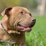 A pitbull red nose