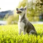 Alaskan Klee Kai