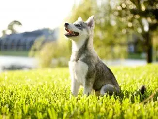 Alaskan Klee Kai 4 Reasons To Own This Pocket Husky Cover