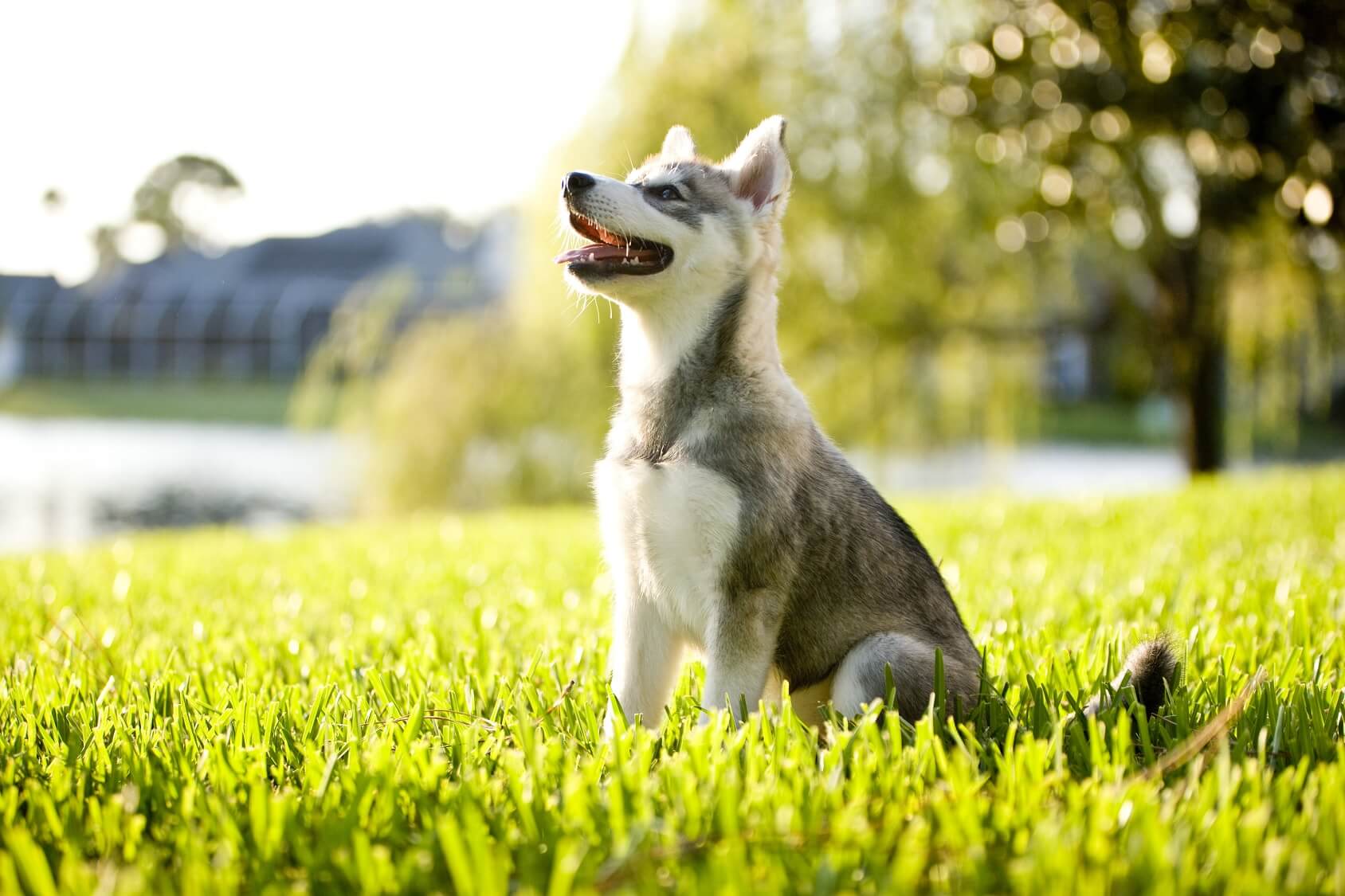 can alaskan klee kai live in hot weather