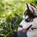 An Alaskan Klee Kai