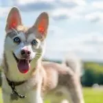 An Alaskan Klee Kai Dog