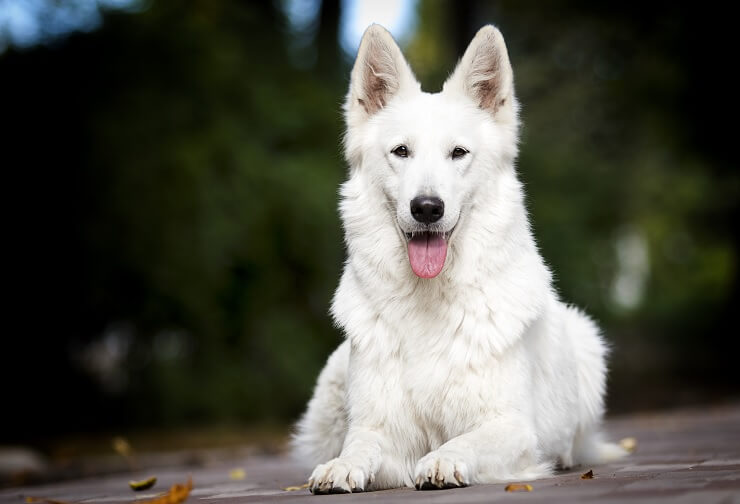 german shepherds white