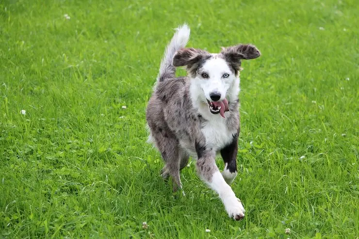 Australian Shepherd Lab Mix 5 Must Know Facts Before Buying Perfect Dog Breeds Australian Shepherd Lab Mix 5 Must Know Facts Before Buying Perfect Dog Breeds