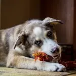 Australian Shepherd Lab Mix