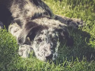 Australian Shepherd Lab Mix 5 Must Know Facts Before Buying Cover