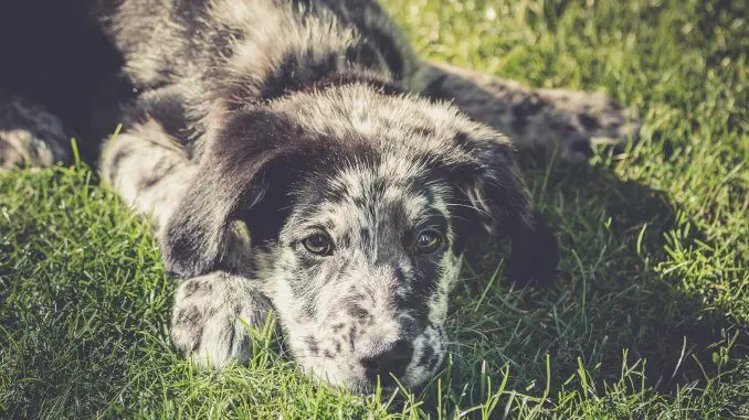 Australian Shepherd Lab Mix 5 Must Know Facts Before Buying Cover