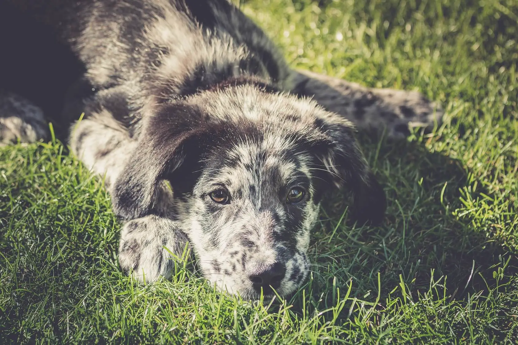 Australian Shepherd Lab Mix: 5 Must Know Facts Before ...